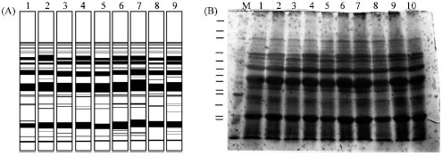 Image for - Karyotype and Seed Protein Analysis of Muscari neglectum (Liliaceae/Hyacinthaceae) Populations in North-East of Iran