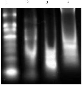 Image for - Compared Two Methods for Isolating RNA from Freezing and Nonfreezing Bread Wheat (Triticum aestivum L. ) Plant Tissues