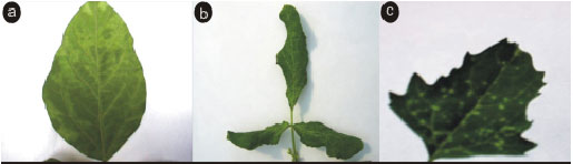 Image for - Detection and Identification of Some Soybean Viral Mosaic Viruses, Using Molecular Techniques in Lorestan Province, South West of Iran