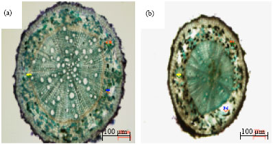 Image for - Effects of Flooding on Growth, Yield and Aerenchyma Development in Adventitious Roots in Four Cultivars of Kenaf (Hibiscus cannabinus L.)