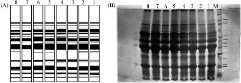 Image for - Karyotype and Seed Protein Analysis of Muscari neglectum (Liliaceae/Hyacinthaceae) Populations in North-East of Iran