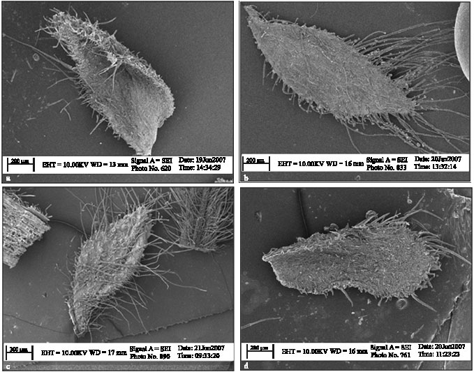 Image for - Micromorphological, Anatomical and Pollen Ornamentation Study on  Four Desert Species of Salvia in Center of Iran