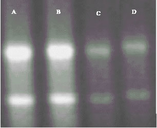 Image for - RNA Isolation and Expression from Different Dormant and After-Ripened Wheat (Triticum aestivum) Seed Tissues Rich in Polysaccharides and Proteins
