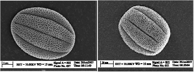 Image for - Micromorphological, Anatomical and Pollen Ornamentation Study on  Four Desert Species of Salvia in Center of Iran