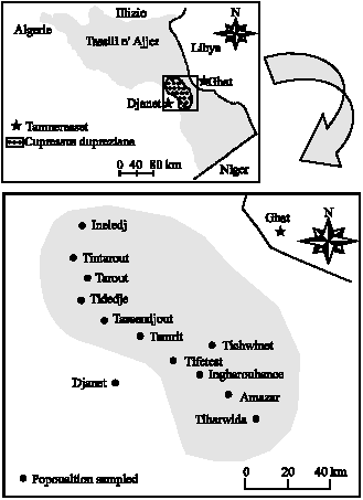 Image for - Foliar Sesquiterpene Variations in Natural Populations of Cupressus  dupreziana in Tassili N`Ajjer (Algeria)