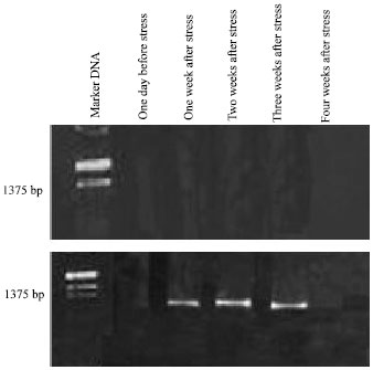 Image for - Molecular Detection of a Drought Stress-Inducible D-Amino Acid Oxidase Gene from Zea mays L.