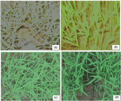 Image for - Identification of Differentially Expressed Proteins Associated with Chlorophyll-Deficient Mutant Rice