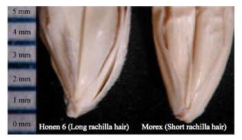 Image for - Fine Mapping of Short Rachilla Hair Gene (srh) in Barley and an Association Study using Flanking Molecular Markers and World Germplasms