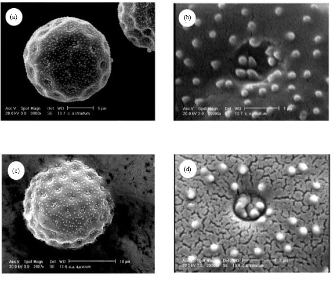 Image for - Pollen Micromorphological Studies of the Genus Chenopodium (Chenopodiaceae) in Iran