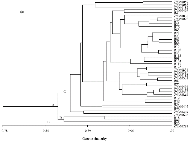 Image for - Genetic Diversity among Barley Populations from West China Based on RAMP and RAPD Markers