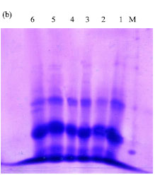 Image for - Seed Protein Study on Some Populations of Salvia (Lamiaceae) using Electrophoresis Technique in North-East of Iran