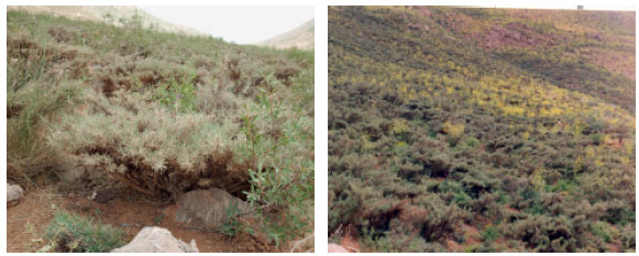 Image for - Using Ordination Method for Determination of Effective Environmental Factors on Astragalus parrawinus Species Establishment in Semi-Arid Regions of Iran