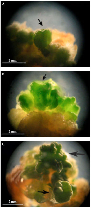 Image for - Effects of Abscisic Acid on Somatic Embryogenesis and Induction of Desiccation Tolerance in Brassica napus