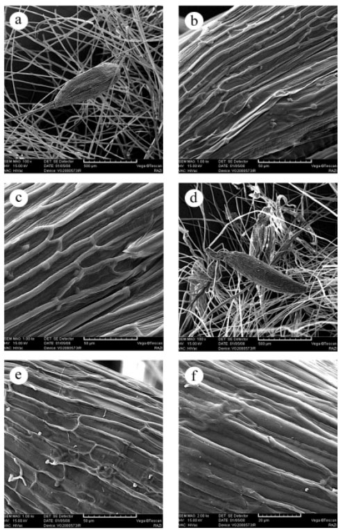 Image for - Revision of Study of Typha Genus: Three New Records Species of the Genus  Typha (Typhaceae) in Iran and Their Micromorphological Pollen and Capsule  Studies