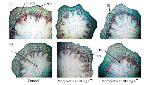 Image for - The Effect of Morphactin (Methyl 2-Chloro-9-hydroxyfluorene-9-carboxylate) on the Growth and Anatomical Features in Soybean (Glycine max (L). Merril) Cultivar