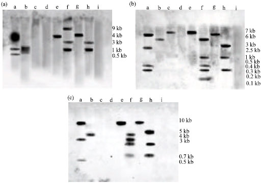 Image for - Differential Methylation Pattern of RolA, B and C Genes of Agrobacterium rhizogenes in Nicotiana glauca and its Hybrid