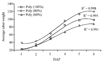 Image for - Potato (Solanum tuberosum L.) Response to Drip Irrigation Regimes and Plant Arrangements during Growth Periods