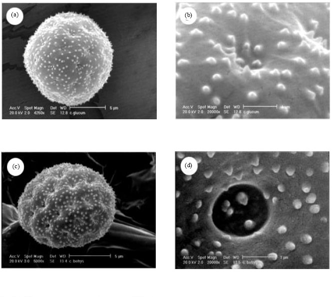 Image for - Pollen Micromorphological Studies of the Genus Chenopodium (Chenopodiaceae) in Iran