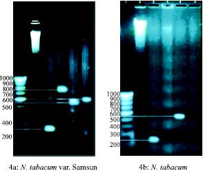 Image for - Studies on Presence and Response of Agrobacterium rol Genes in Three Varieties of Tobacco