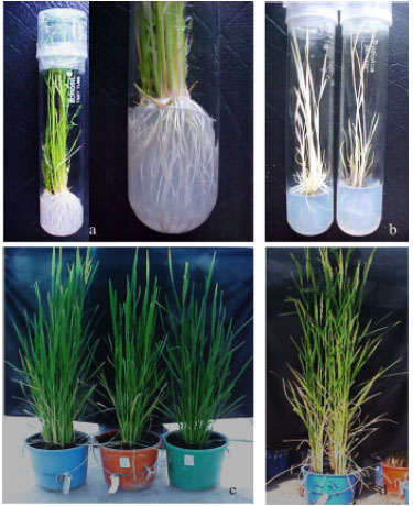Image for - Effect of Genotype and Callus Induction Medium on Green Plant Regeneration from Anther of Nepalese Rice Cultivars