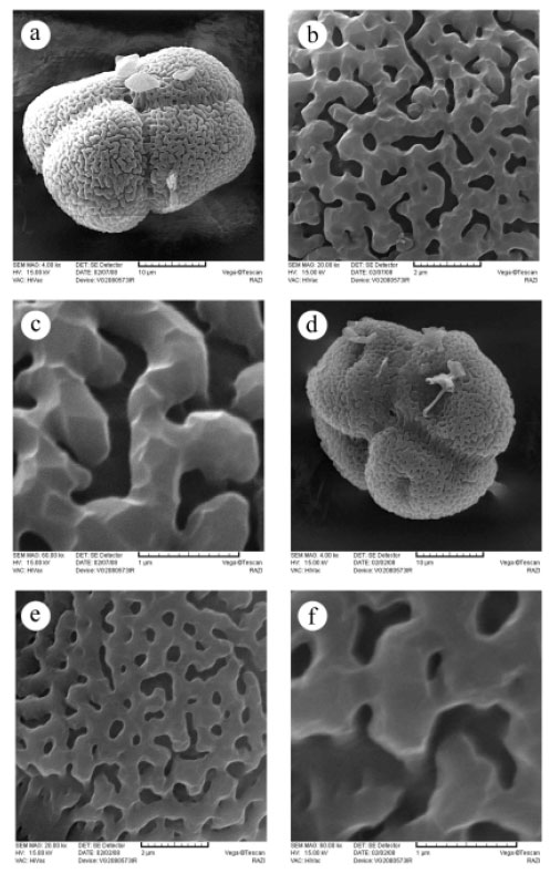 Image for - Revision of Study of Typha Genus: Three New Records Species of the Genus  Typha (Typhaceae) in Iran and Their Micromorphological Pollen and Capsule  Studies