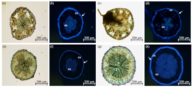 Image for - Effect of Different Waterlogging Regimes on Growth, Some Yield and Roots Development Parameters in Three Fiber Crops (Hibiscus cannabinus L., Hibiscus sabdariffa L. and Corchorus olitorius L.)