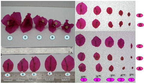 Image for - Bract Size Enlargement and Longevity of Bougainvillea spectabilis as Affected by GA3 and Phloemic Stress