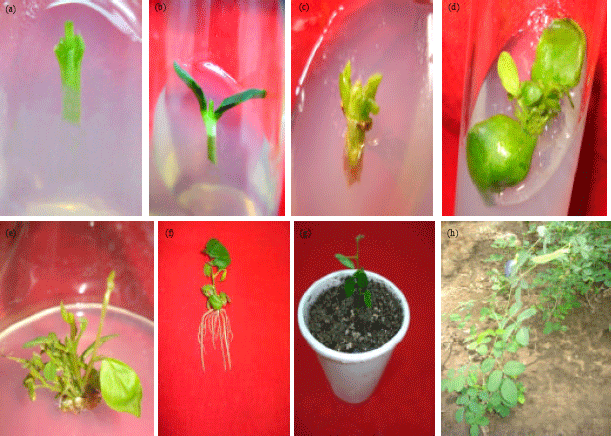 Image for - Evaluation of Cotyledonary Node of Clitoria ternatea L. for High Frequency in vitro Axillary Shoot Proliferation