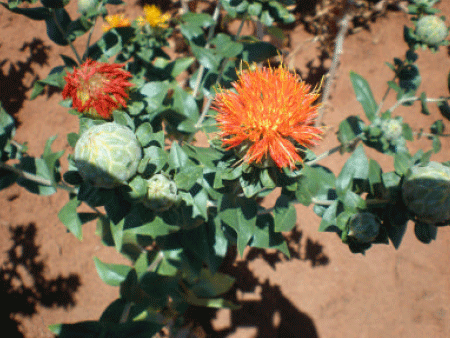 Image for - Safflower (Carthamus tinctorius L.) the Underutilized and Neglected Crop: A Review