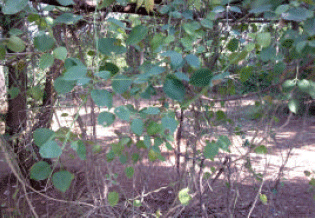 Image for - Leptadenia reticulata a Rasayana Herbs: A Review