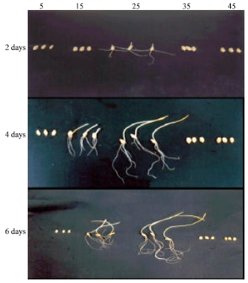 Image for - Effect of Temperature on Root and Shoot Development in Wheat Seedlings during Early Growth Stage