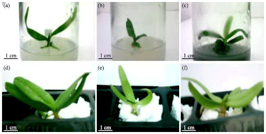 Image for - Natural Additives Modification Medium: Growth of Rhynchostylis gigantean by Tissue Culture Technique