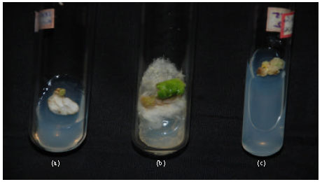 Image for - In vitro Regeneration of Hairy Root from Brassica nigra in Response to Differenrt PGRs
