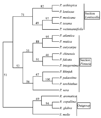 Image for - Phylogenetic Analysis of the Genus Pistacia L. (Anacardiaceae) Based 
  on Morphological Data