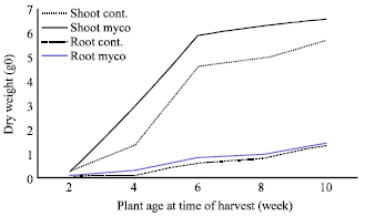 Image for - Growth Response of Sweet Corn (Zea mays) to Glomus mosseae Inoculation over Different Plant Ages