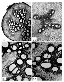 Image for - Anatomical Studies of Lagenaria siceraria (Mol.) Standl and Cucumis sativa L. (Cucurbits.)
