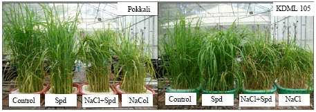 Image for - Pretreatment with Spermidine Reverses Inhibitory Effects of Salt Stress in Two Rice (Oryza sativa L.) Cultivars Differing in Salinity Tolerance