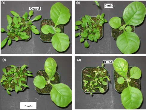 Image for - Selected Physiological and Molecular Responses of Arabidopsis thaliana and Nicotiana tobacum Plants Irrigated with Perchlorate-containing Water