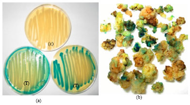 Image for - Comparison of Promoters and Target Materials in Development of Efficient Agrobacterium-mediated Transformation Method for Sugarcane
