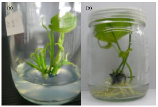 Image for - Micro-propagation and 1 ’, 2’-didehydrostemofoline Production from Stemona Sp.