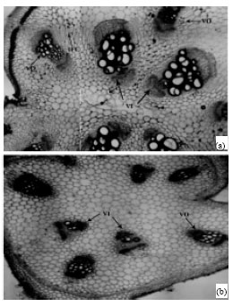 Image for - Anatomical Studies of Lagenaria siceraria (Mol.) Standl and Cucumis sativa L. (Cucurbits.)