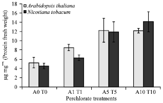 Image for - Selected Physiological and Molecular Responses of Arabidopsis thaliana and Nicotiana tobacum Plants Irrigated with Perchlorate-containing Water