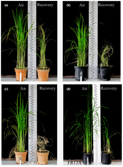 Image for - Determination of Adaptive Mechanisms for Flash Flooding Tolerance in Nepalese Cultivated Rice Genepool based on Morpho-physiological and Molecular Analysis