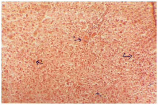 Image for - Activity and Toxicity of Tinospora bakis in Rats
