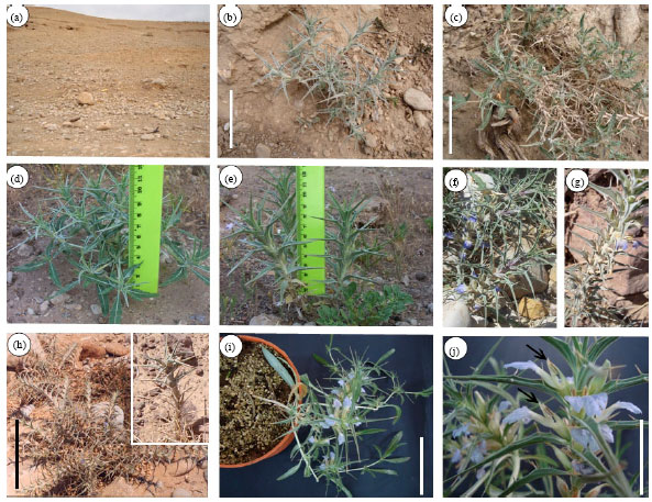 Image for - Full Assessment of C4 Photosynthesis in Blepharis attenuata  Napper (Acanthaceae) from Jordan: Evidence from Leaf Anatomy and Key C4 Photosynthetic  Enzymes