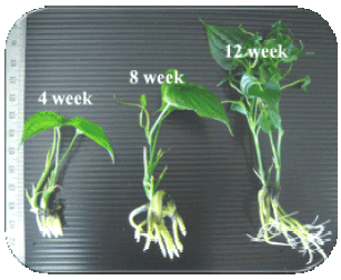 Image for - Influence of Plantlet Age and Different Soilless Culture on Acclimatization of Stemona curtisii Hook.f.