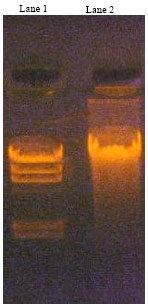 Image for - Genetic Identification of Ceriops decandra (Chiru Kandal) using tRNA (Leu) Molecular Marker
