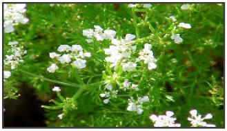 Image for - Chervil: A Multifunctional Miraculous Nutritional Herb