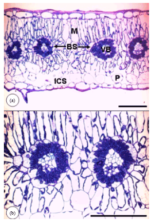 Image for - Full Assessment of C4 Photosynthesis in Blepharis attenuata  Napper (Acanthaceae) from Jordan: Evidence from Leaf Anatomy and Key C4 Photosynthetic  Enzymes