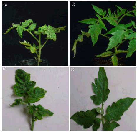 Image for - The Infectious Clone Construction of Tomato Yellow Leaf Curl Virus Isolate from Tianjin